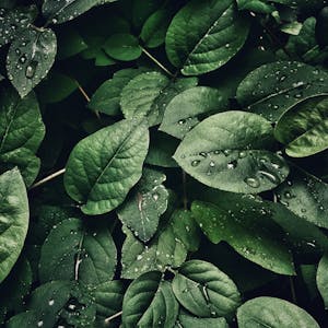 Close-up of lush green leaves with dewdrops, capturing a refreshing and natural texture.