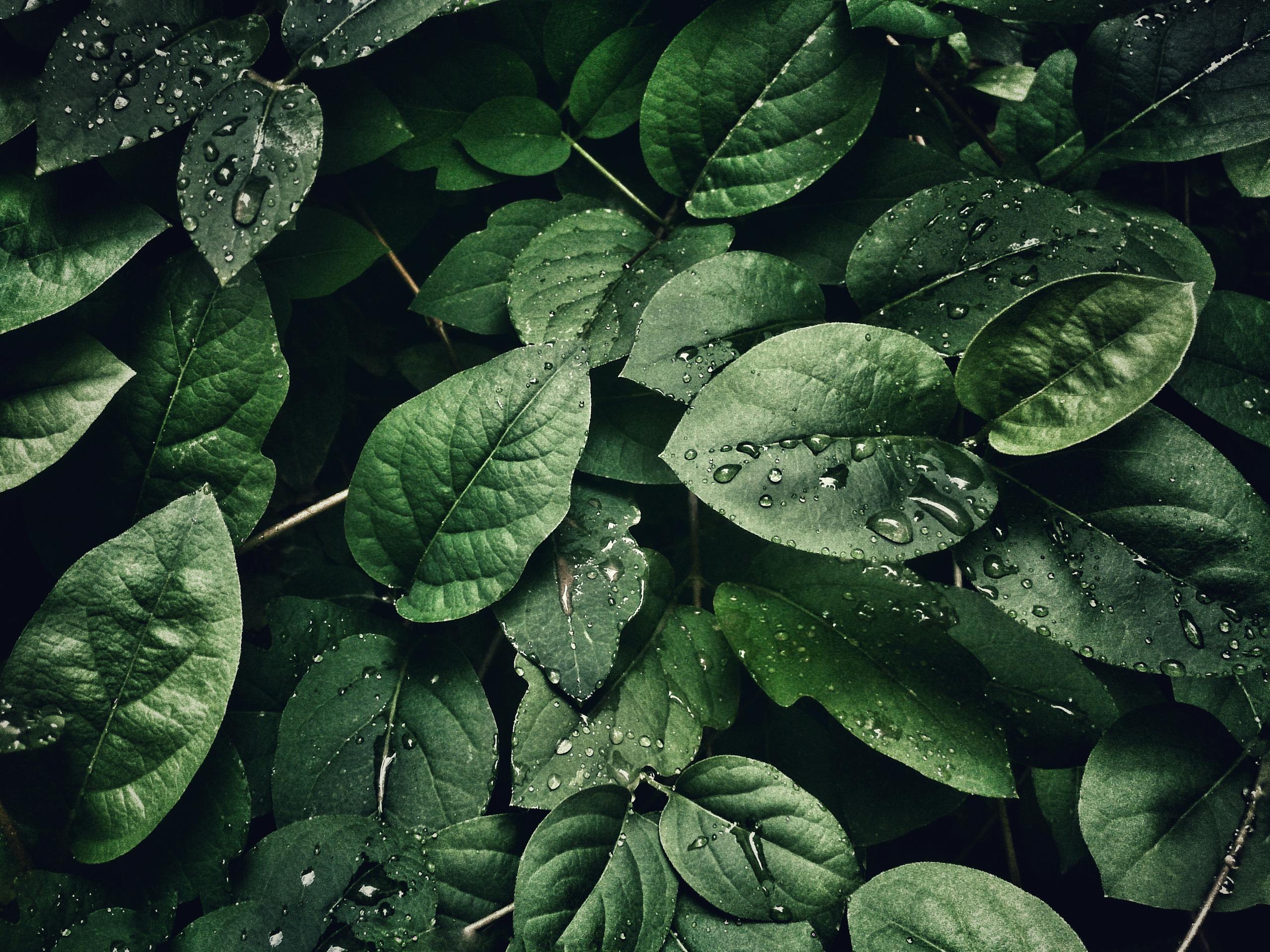 My Insights on Sustainability’s Edge